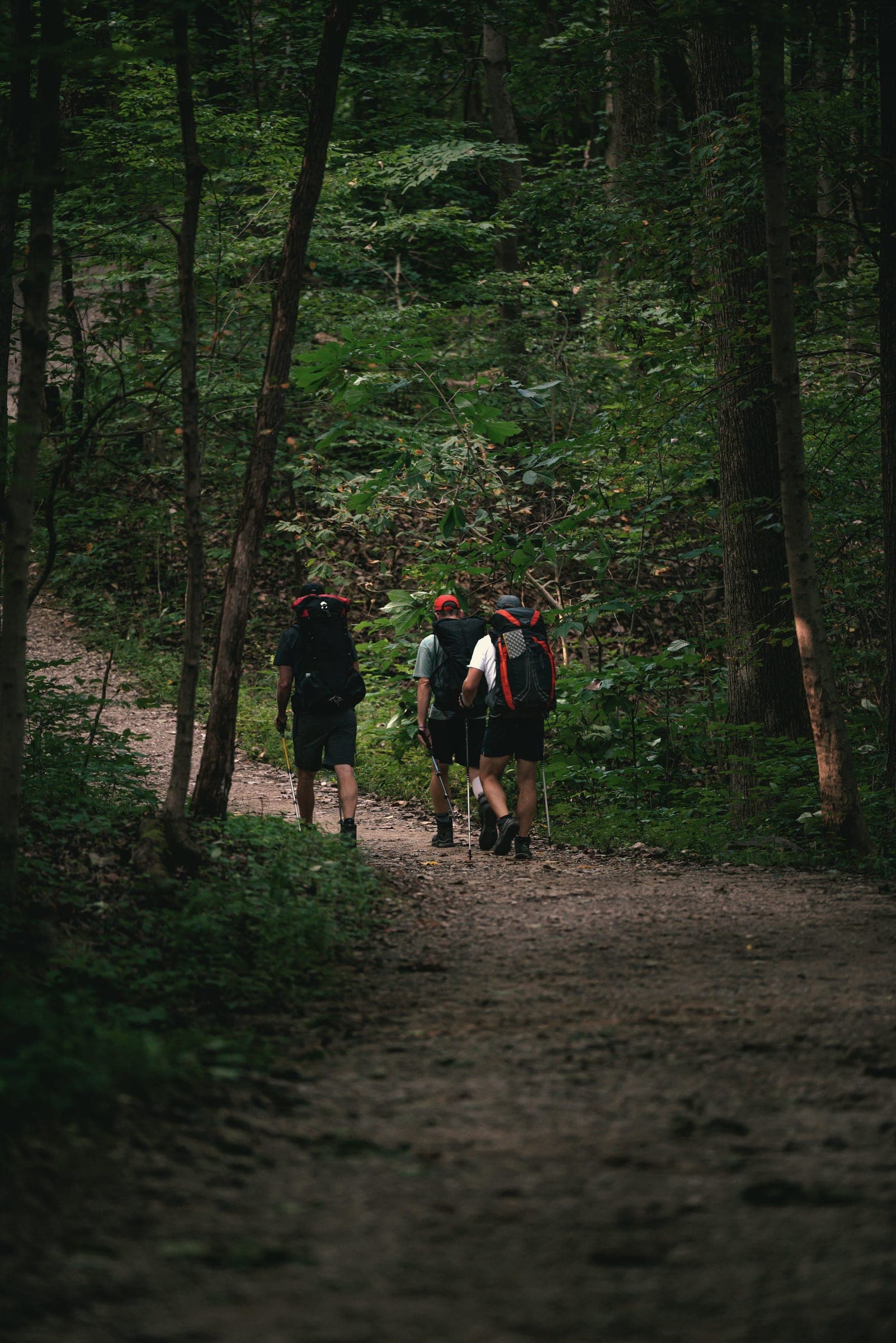 A small group of walkers on a forest trail