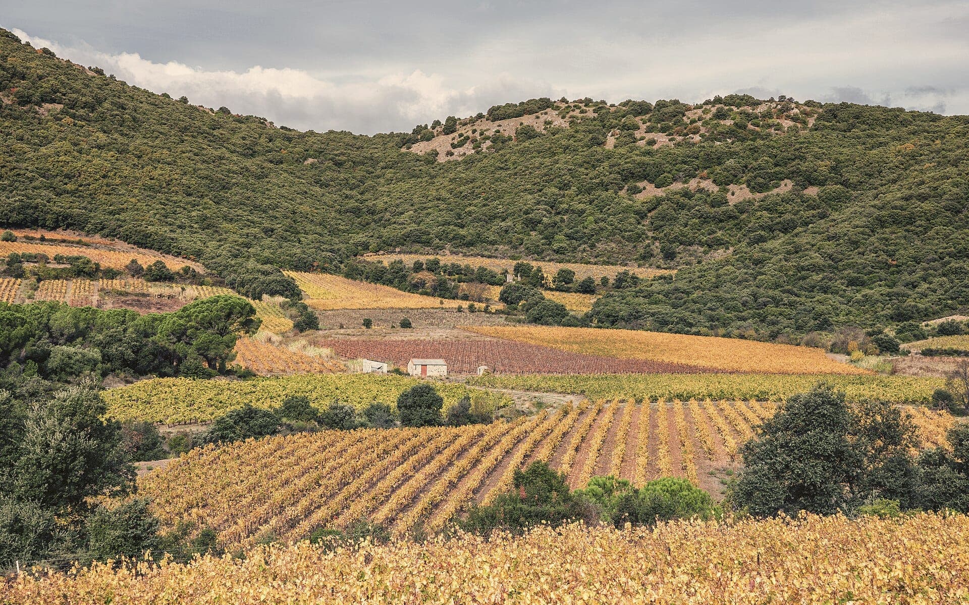 Vineyards in autumn colour on the hills of the south of France